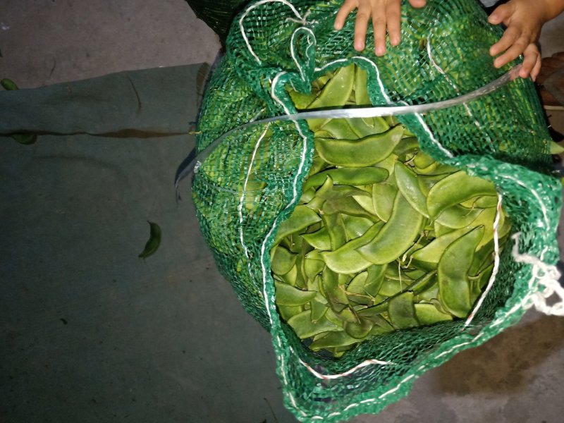 大量出售荷包豆（肾豆）鲜货，干货