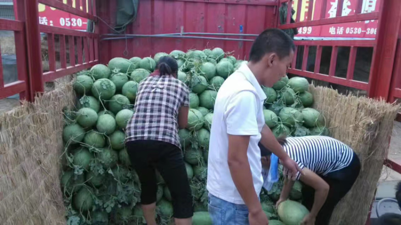东明西瓜大量上市要货的速度，质量有保证！