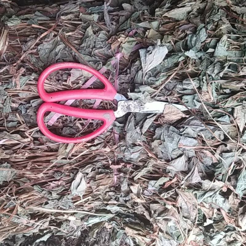 贵州铜仁野生鱼腥草干货药用折耳根干品无杂质产地直发