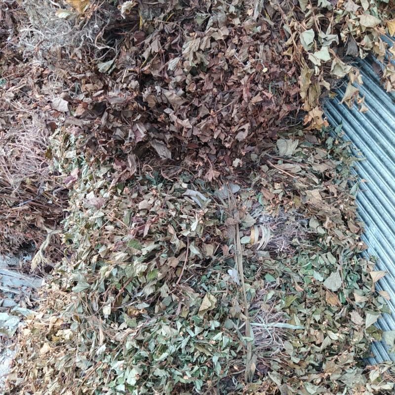 贵州铜仁野生鱼腥草干货药用折耳根干品无杂质产地直发