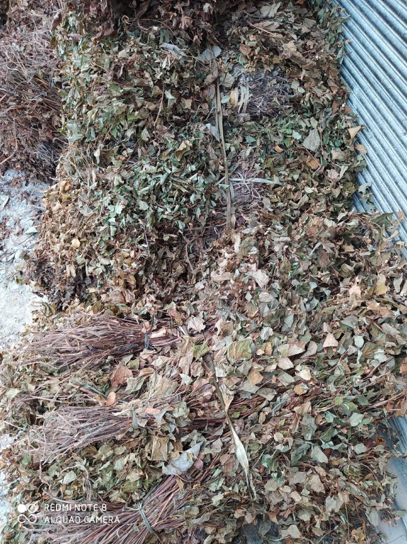 贵州铜仁野生鱼腥草干货药用折耳根干品无杂质产地直发