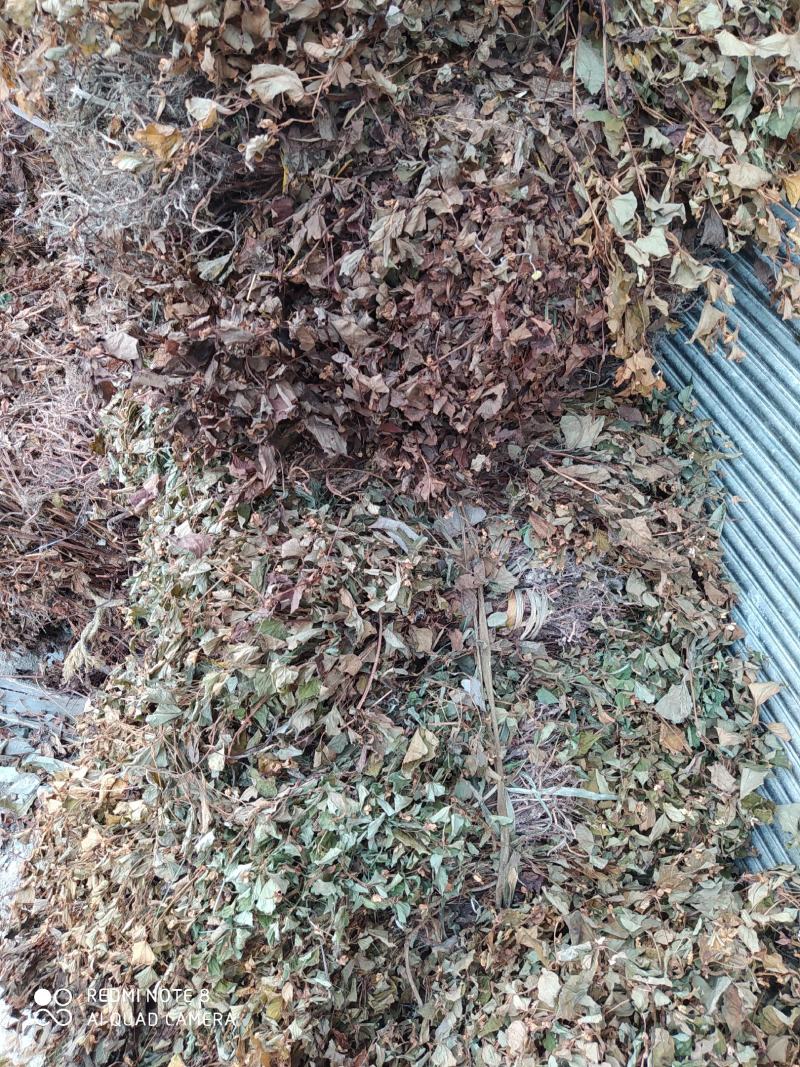 贵州铜仁野生鱼腥草干货药用折耳根干品无杂质产地直发