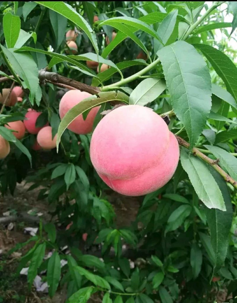 北京八号纸袋