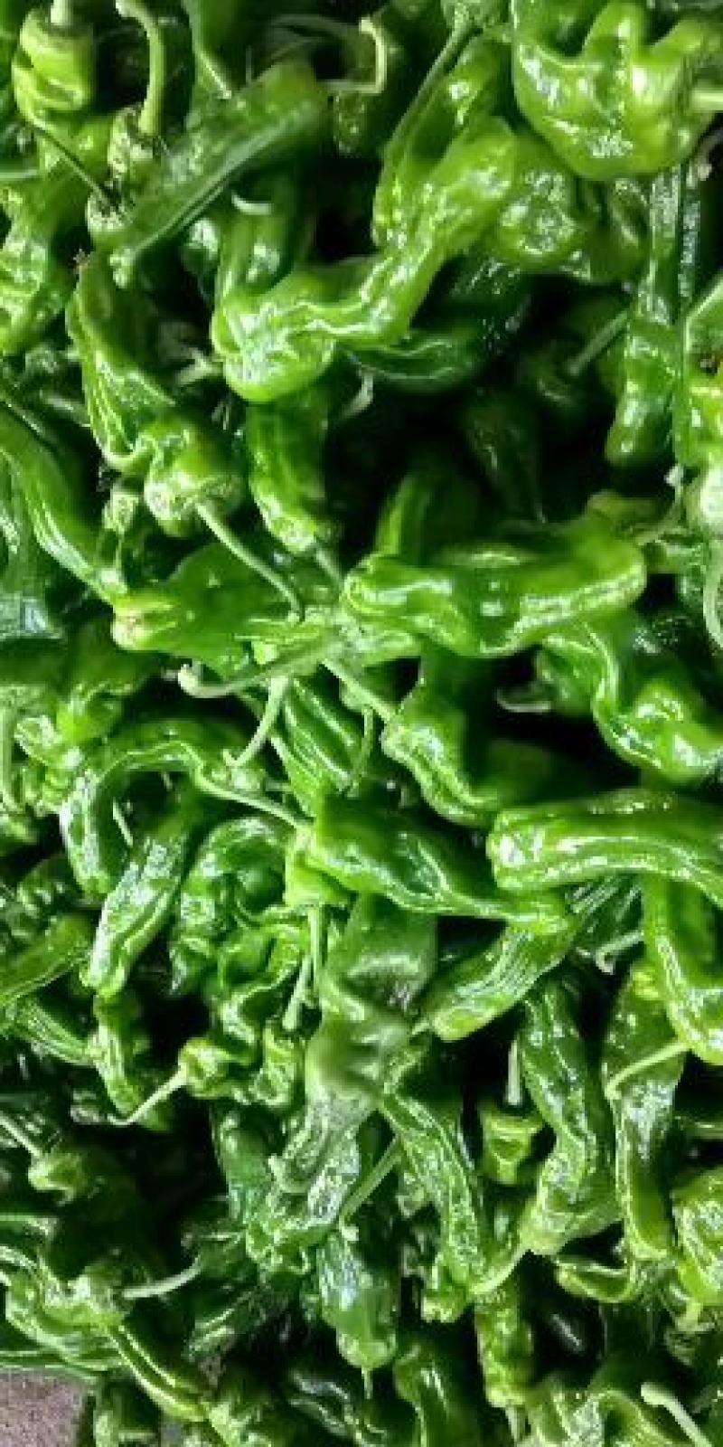 芜湖椒薄皮辣椒螺丝椒线椒等