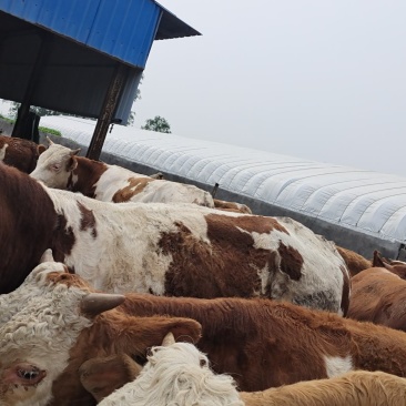 西门塔尔肉牛，全国各地发货，送货上门，货到付款