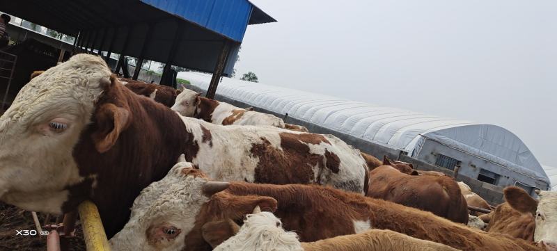 西门塔尔肉牛，全国各地发货，送货上门，货到付款