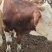 西门塔尔肉牛，全国各地发货，送货上门，货到付款