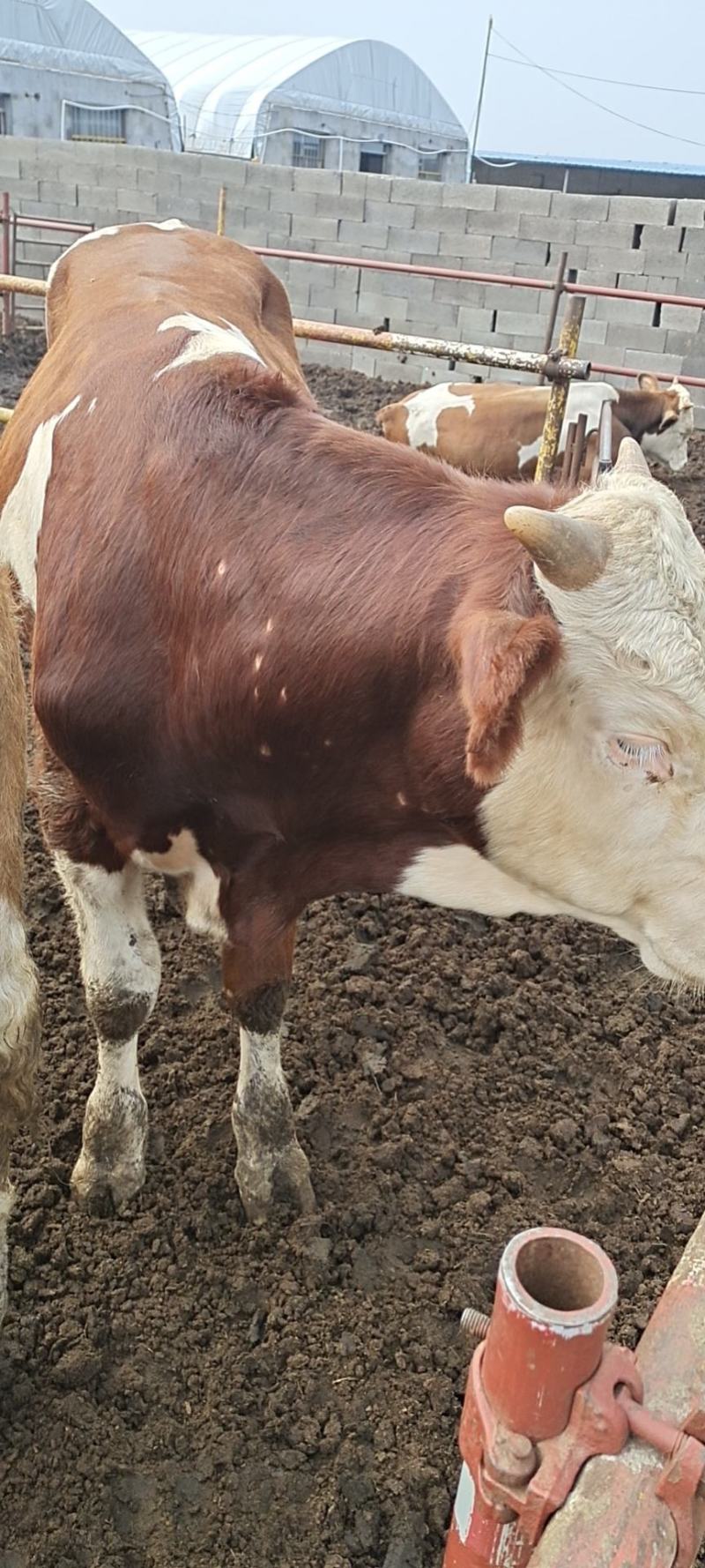 西门塔尔肉牛，全国各地发货，送货上门，货到付款