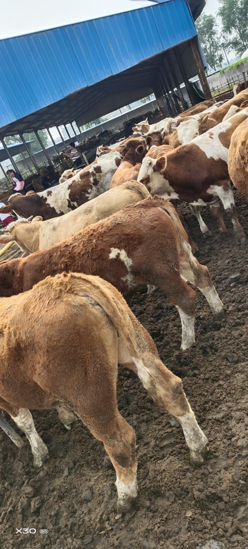 西门塔尔肉牛，全国各地发货，送货上门，货到付款