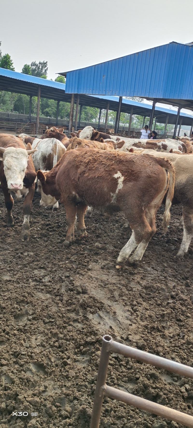 西门塔尔肉牛，全国各地发货，送货上门，货到付款