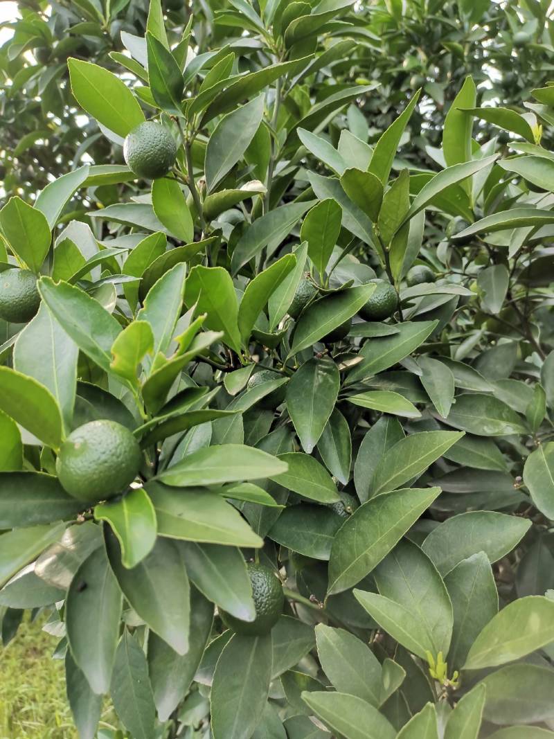 新余蜜橘皮薄肉厚，汁多化渣