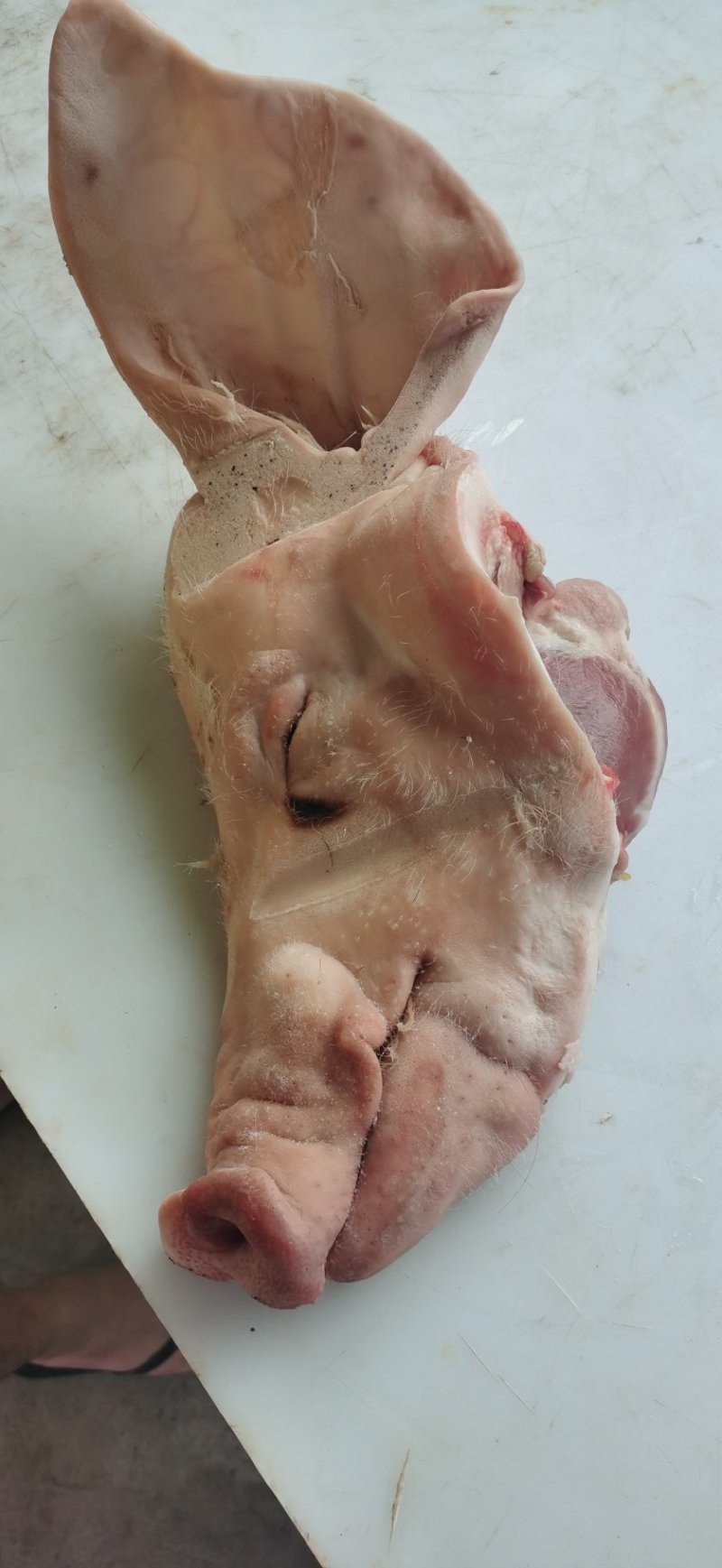 鲜猪头