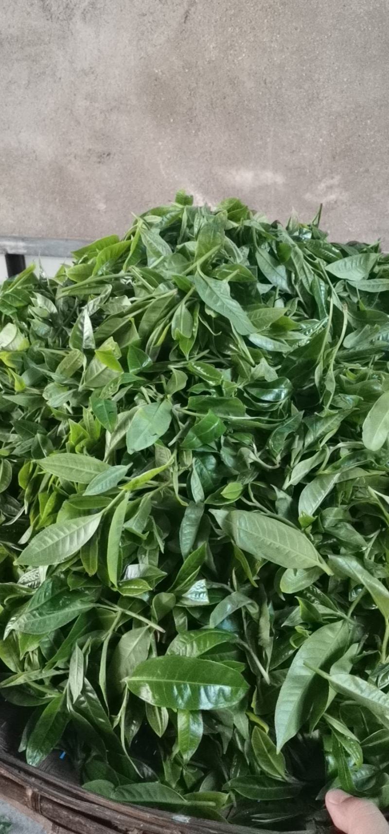 普洱茶生普古树茶大树茶头春茶活动价包邮