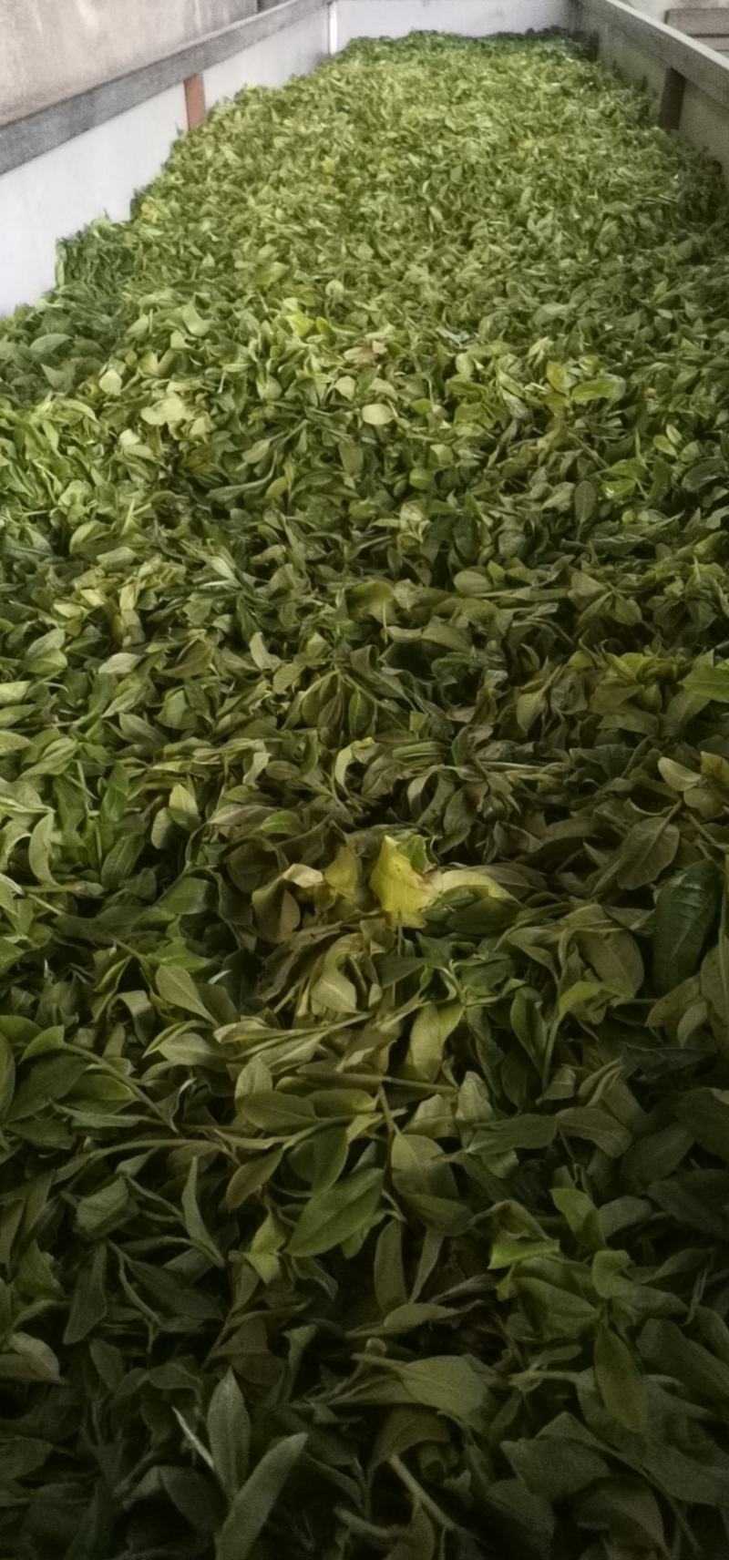 普洱茶生普古树茶大树茶头春茶活动价包邮