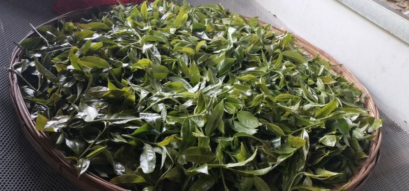 普洱茶生普古树茶大树茶头春茶活动价包邮