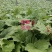 大黄芽头，利川大黄苗，正宗马蹄大黄，苞芽地里瓣下芽存