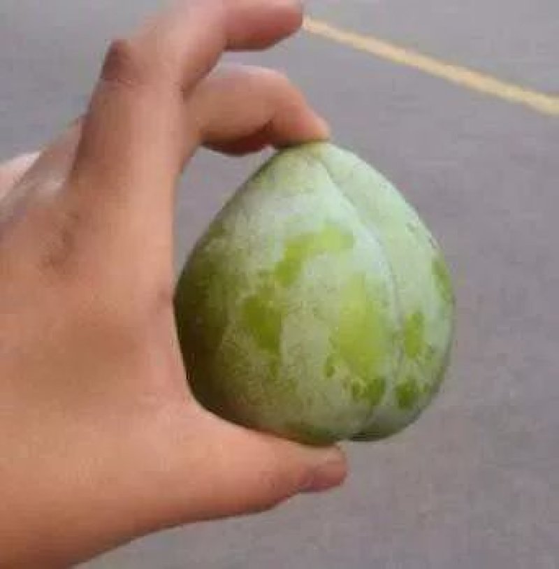 水果奈李黄金奈李湖南支持上门看货