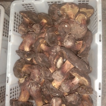 黑牛肝菌