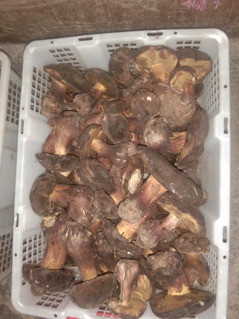 黑牛肝菌
