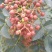 陕西大红袍鲜花椒精品特级大红袍，颜色鲜艳，无蚜虫