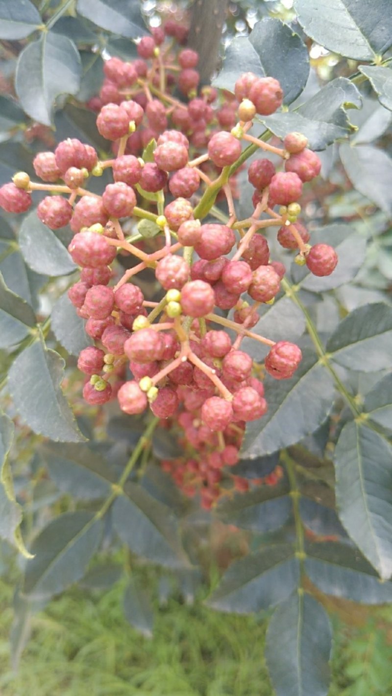 陕西大红袍鲜花椒精品特级大红袍，颜色鲜艳，无蚜虫