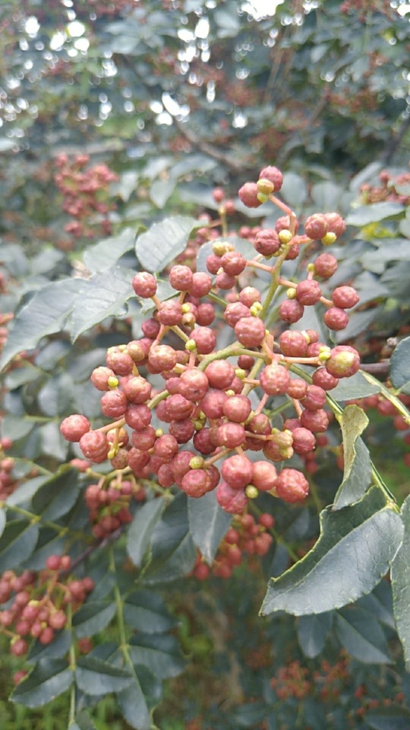 陕西大红袍鲜花椒精品特级大红袍，颜色鲜艳，无蚜虫