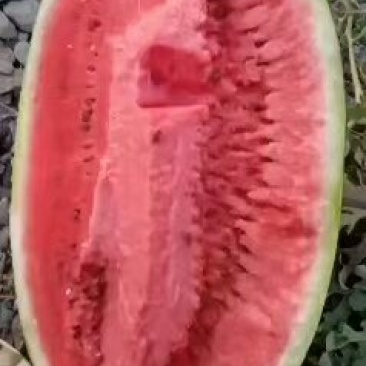 宁夏西沙瓜大量上市