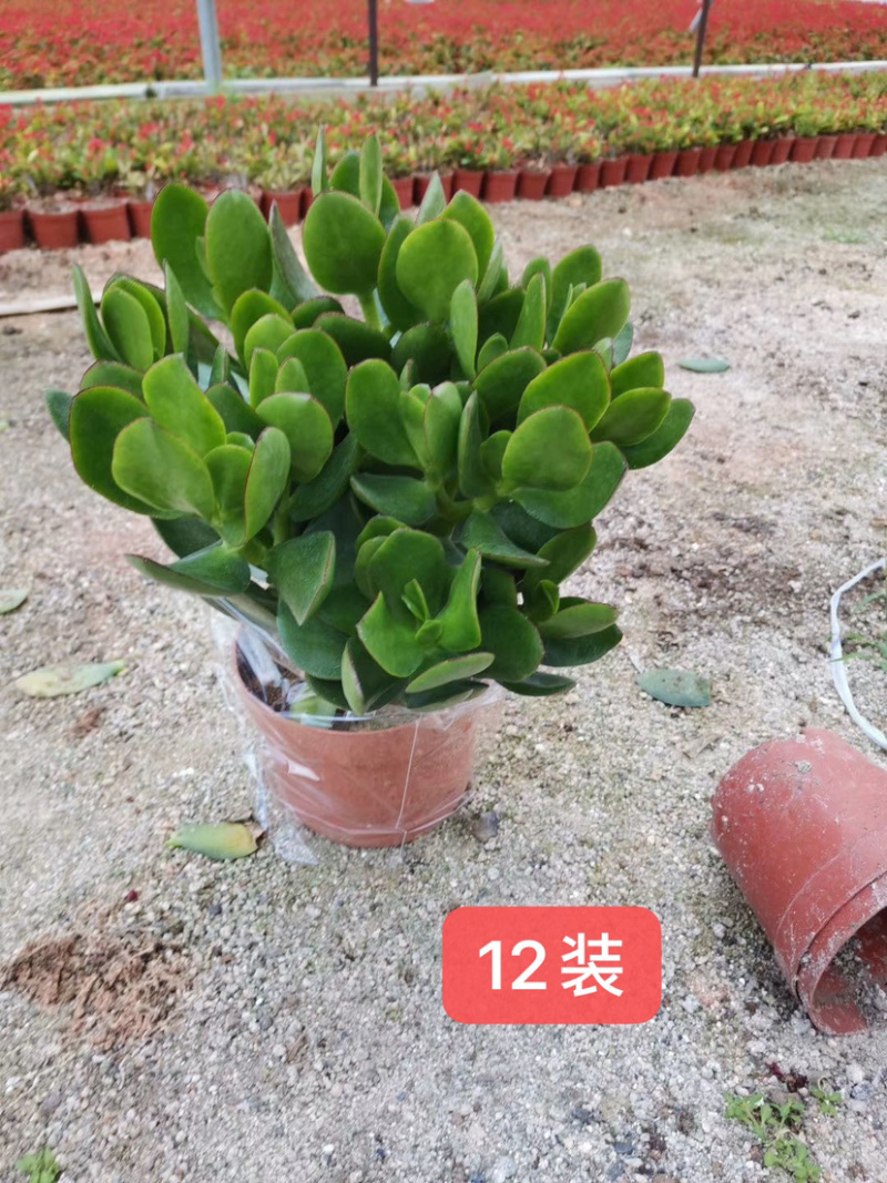 玉树盆景『新货上市』玉树插花基地带盆发货