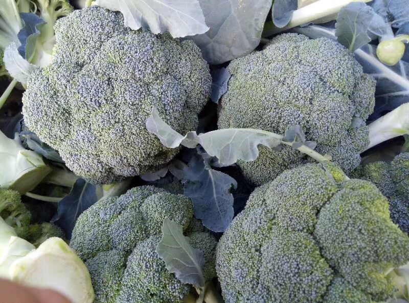 精品西蓝花产区直发