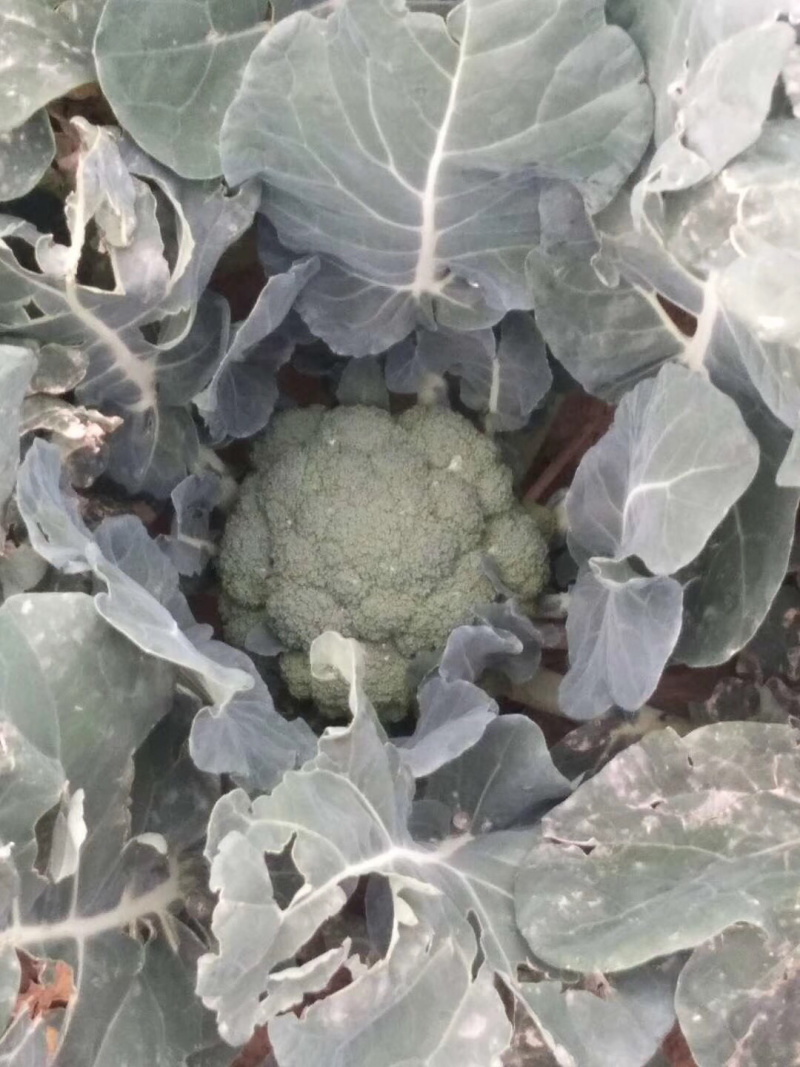 精品西蓝花产区直发