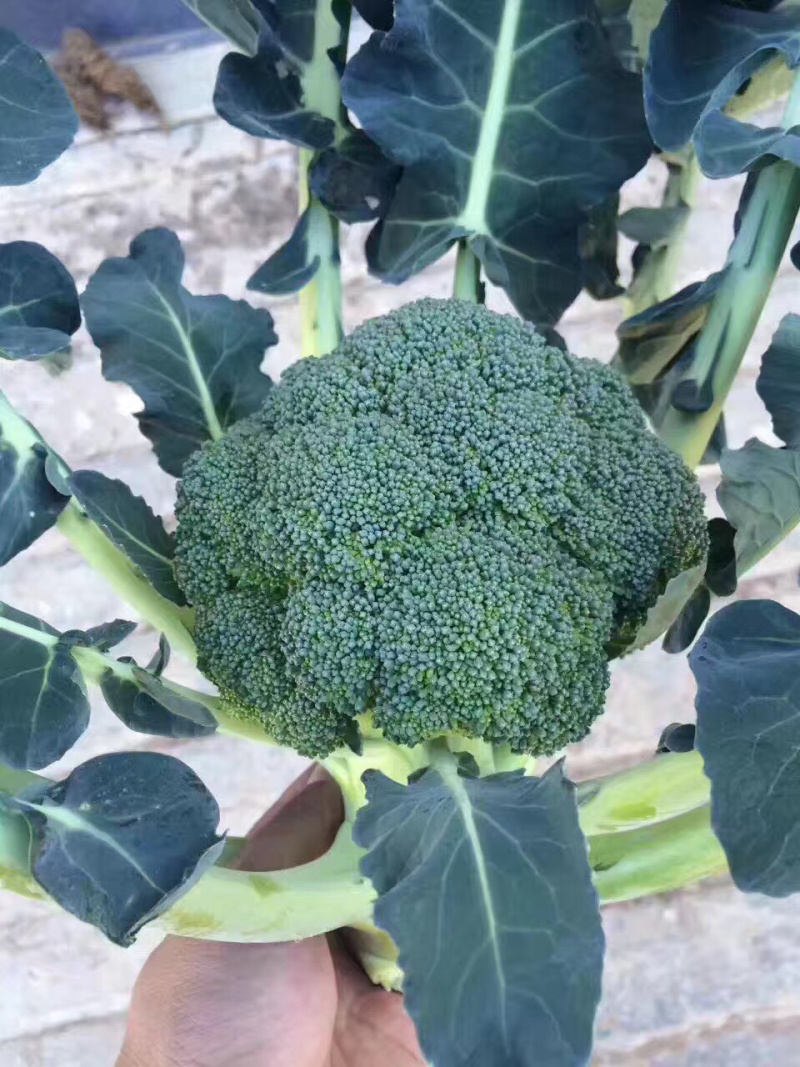 精品西蓝花产区直发