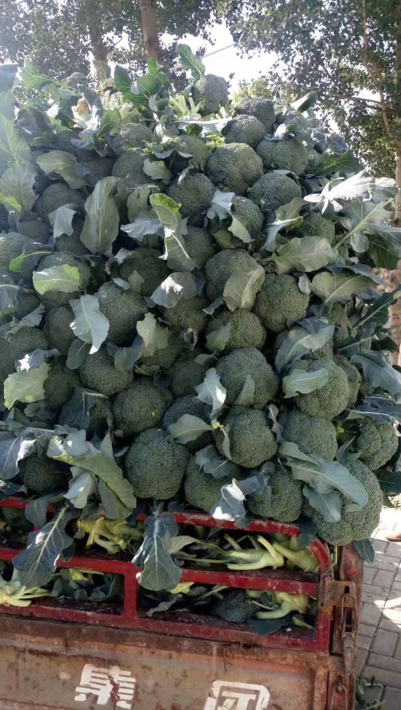 精品西蓝花产区直发
