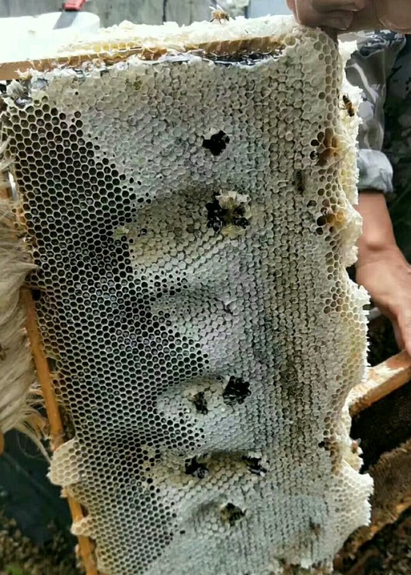 龙眼蜜