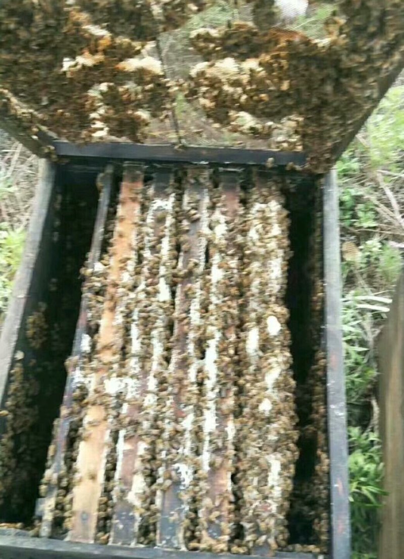 龙眼蜜