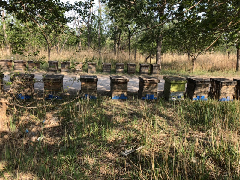 秦岭山脉成熟蜂巢蜜好资源出好蜜很好的天然补品