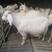美国大白山羊种羊，头胎怀孕的，两胎怀孕的保证质量包送货
