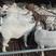 美国大白山羊种羊，头胎怀孕的，两胎怀孕的保证质量包送货