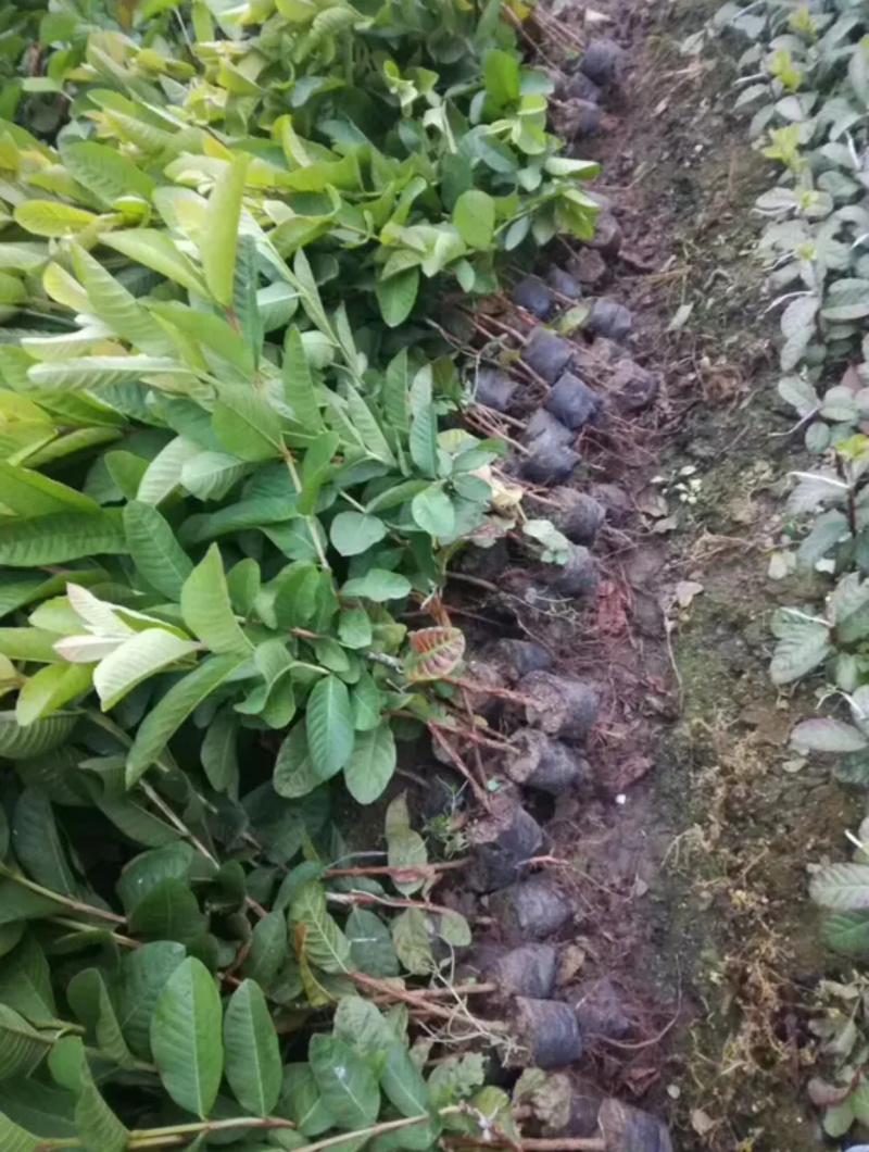 番石榴苗(四季珍珠，红心)优良嫁接规格齐全