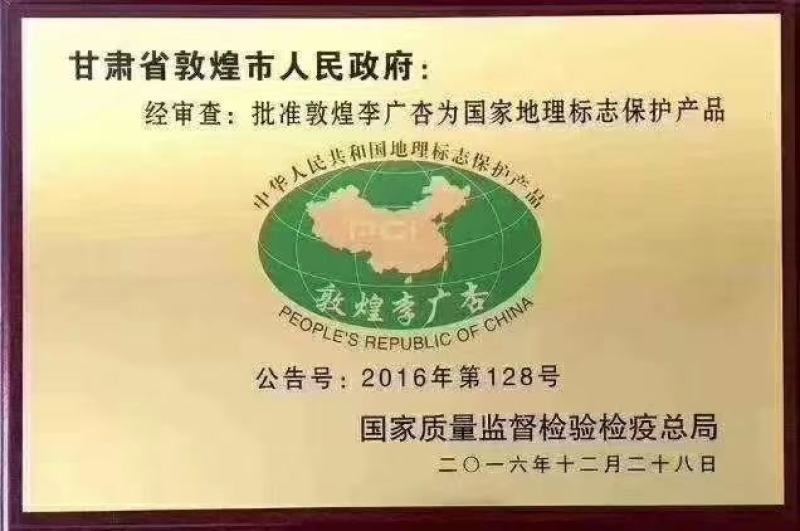 甘肃玉门小金湾李广杏批发原产地代售全国一件代发不包邮