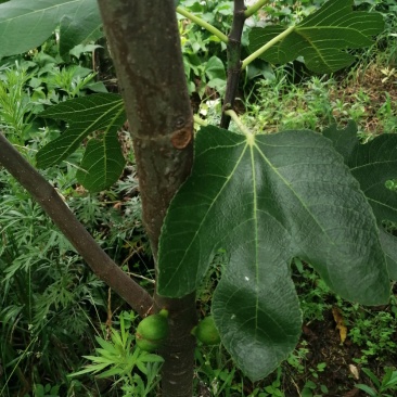 无花果树