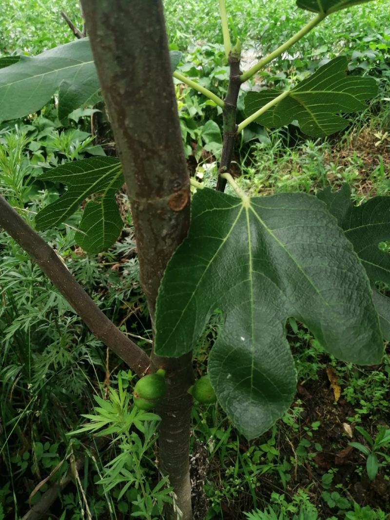 无花果树