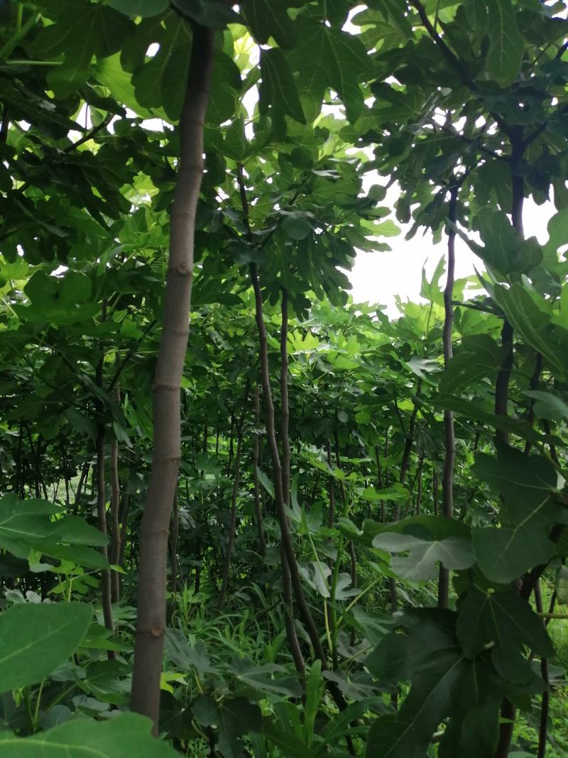 无花果树