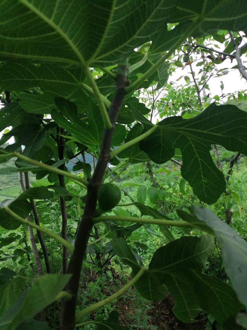 无花果树