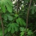 无花果树