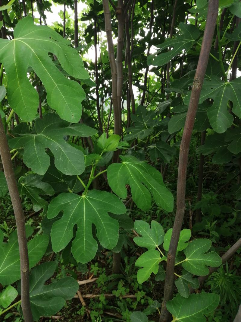无花果树