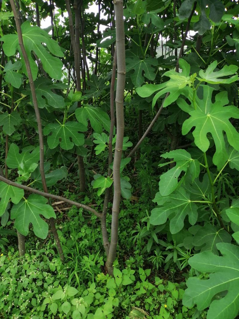 无花果树