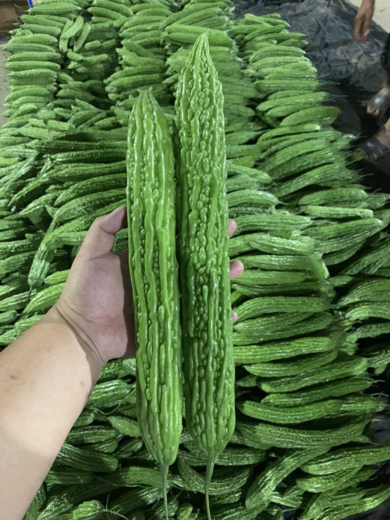 精品苦瓜