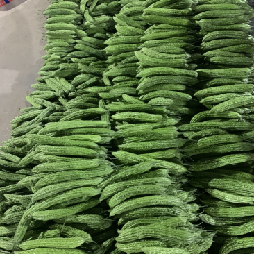精品苦瓜