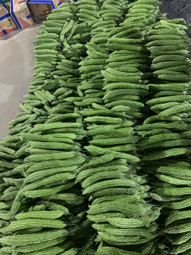 精品苦瓜