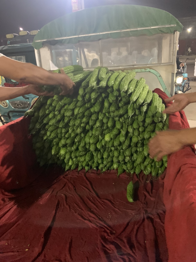 精品苦瓜